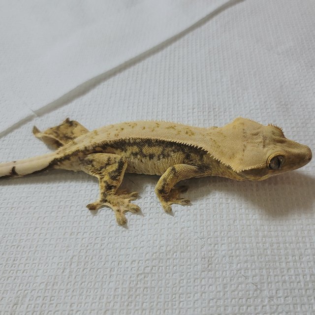 노멀 드리피 풀핀 화이트