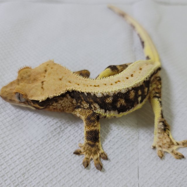 릴리화이트 풀핀 드리피