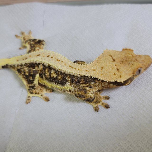 릴리화이트 풀핀 드리피