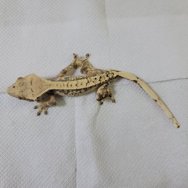 릴리화이트 드리피