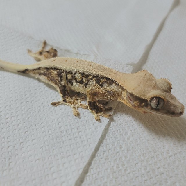 릴리화이트 드리피 풀핀 화이트핀