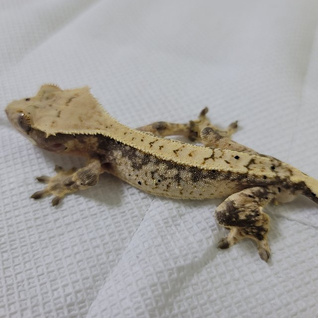 릴리화이트 드리피