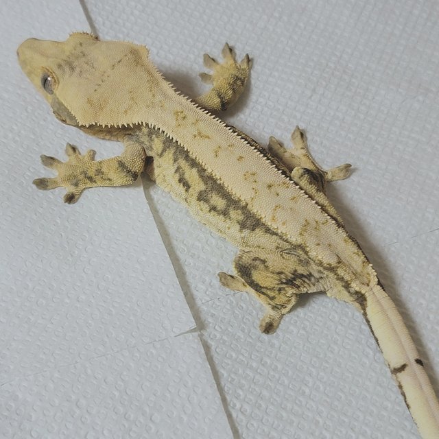 노멀 드리피 풀핀 화이트