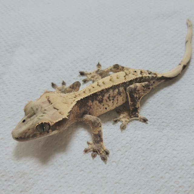 노멀 화이트 할리퀸