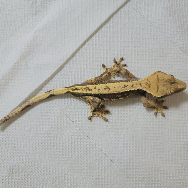 노멀 트라이 익스트림할리퀸 할리퀸