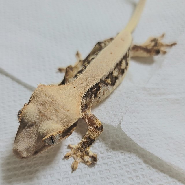 릴리화이트 드리피 풀핀 화이트핀