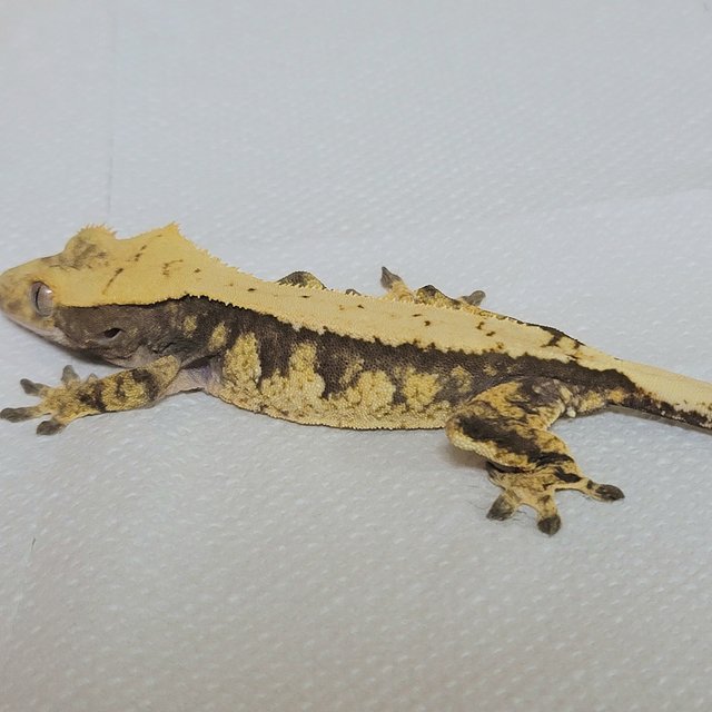 노멀 트라이 익스트림할리퀸 텐저린 옐로우