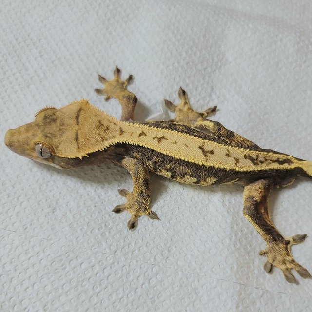 노멀 트라이 익스트림할리퀸 할리퀸