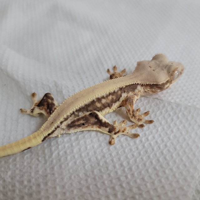 릴리화이트 솔리드백 드리피 풀핀 화이트핀