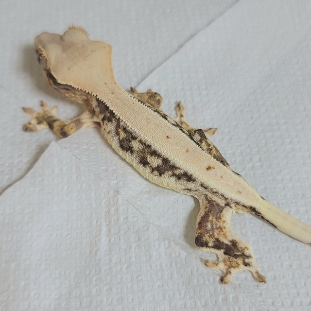 릴리화이트 드리피 풀핀 화이트핀