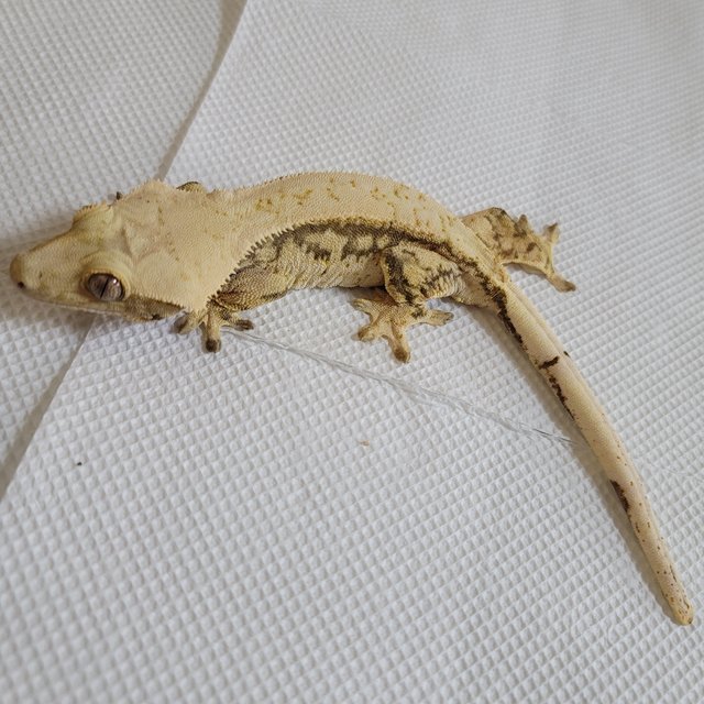 노멀 화이트 드리피