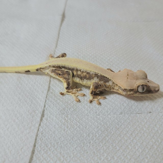 릴리화이트 솔리드백 드리피 풀핀 화이트핀