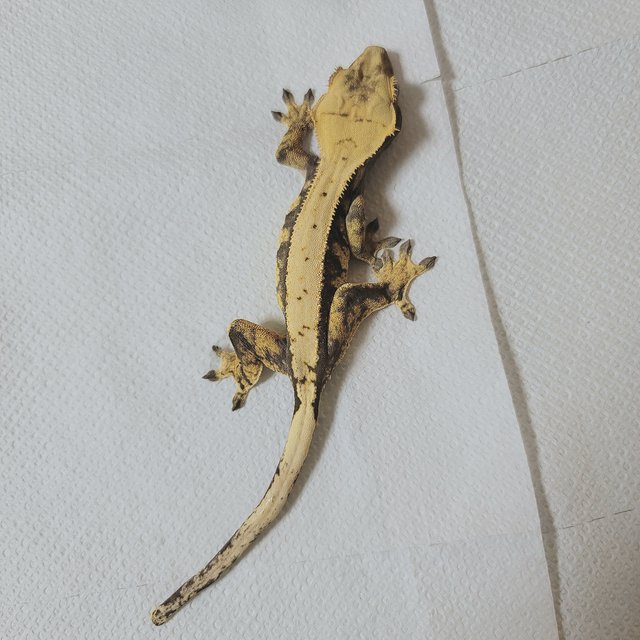 노멀 트라이 익스트림할리퀸 텐저린 옐로우