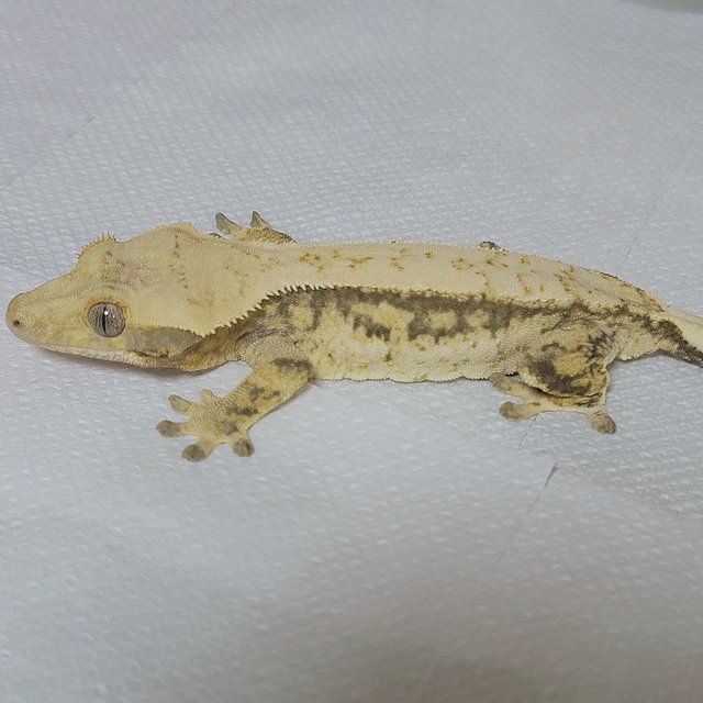 노멀 드리피 풀핀 화이트