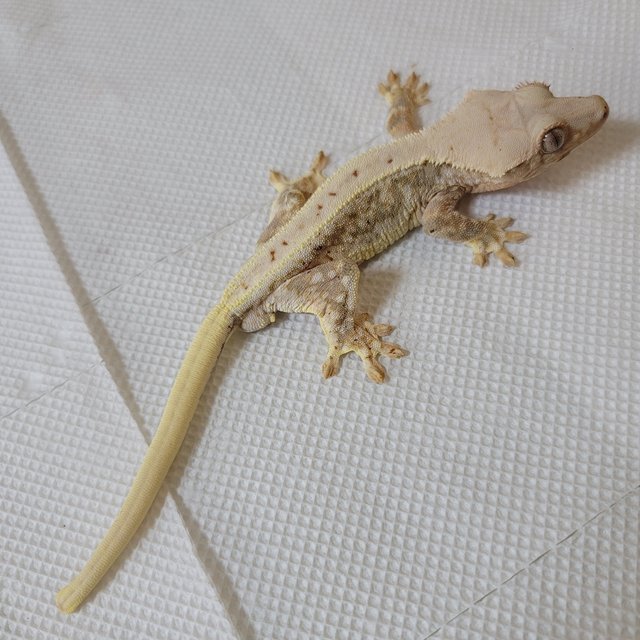 릴리화이트 드리피 풀핀