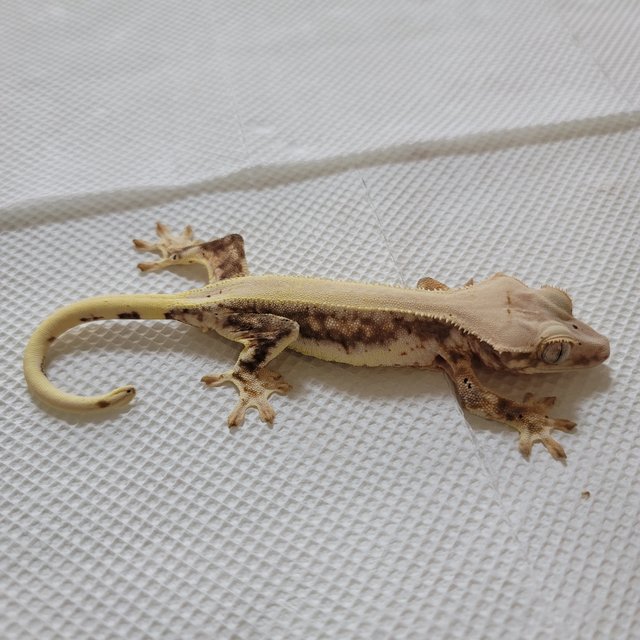 릴리화이트 솔리드백 풀핀 드리피