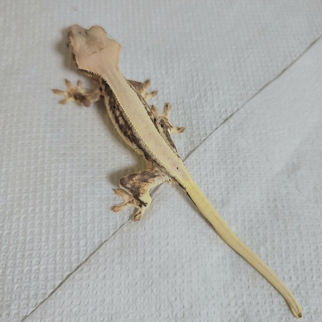 릴리화이트 솔리드백 드리피 풀핀 화이트핀