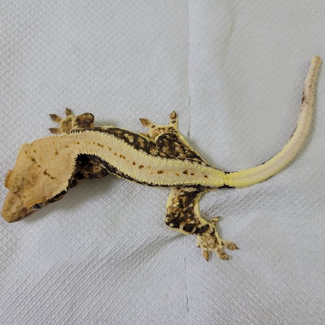 릴리화이트 풀핀 드리피