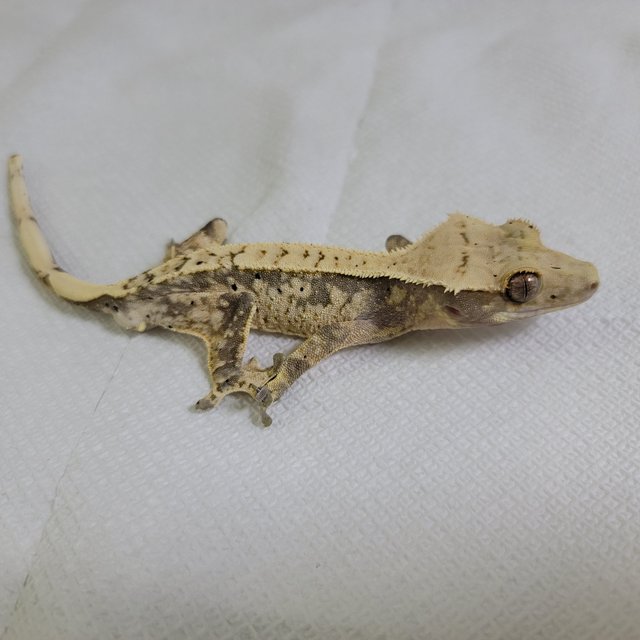 릴리화이트 드리피