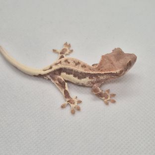 프라푸치노