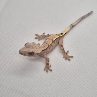 세이블