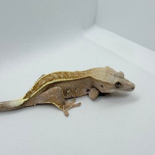 카푸치노