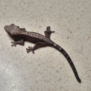 루왁