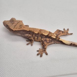세이블