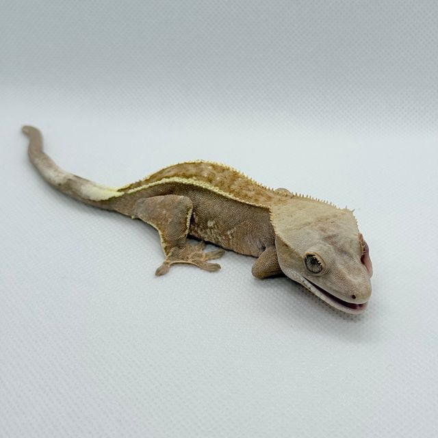 카푸치노