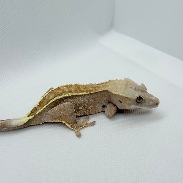 카푸치노