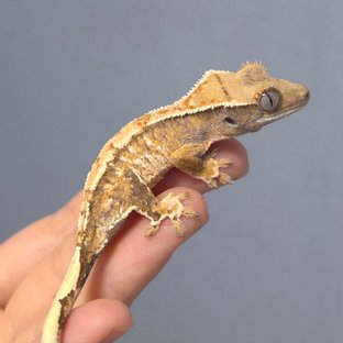 노멀 트라이 익스트림할리퀸 화이트스팟 화이트포트홀 화이트핀