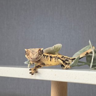 노멀 트라이 드리피 화이트스팟 화이트포트홀