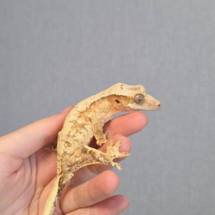 크림시클 크림 옐로우 드리피 화이트스팟