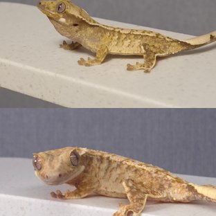 노멀 드리피 화이트스팟 화이트포트홀 트라이