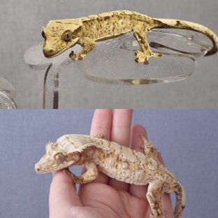 노멀 드리피 화이트스팟 트라이