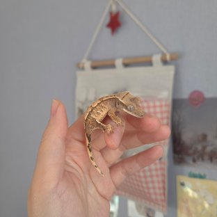 노멀 트라이 익스트림할리퀸 화이트스팟 화이트포트홀 화이트핀