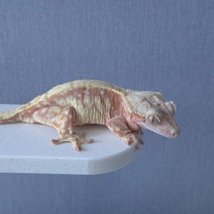 레드 드리피 화이트스팟 화이트포트홀