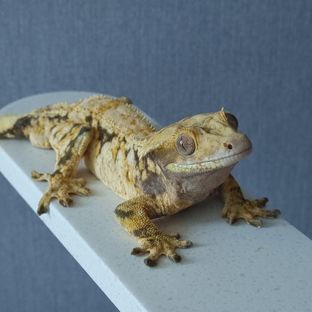 무쇠