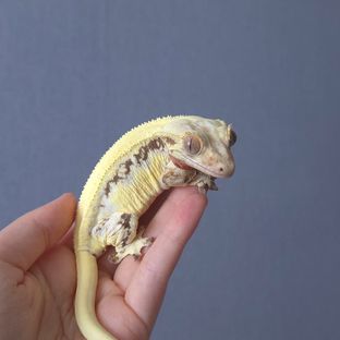 호비