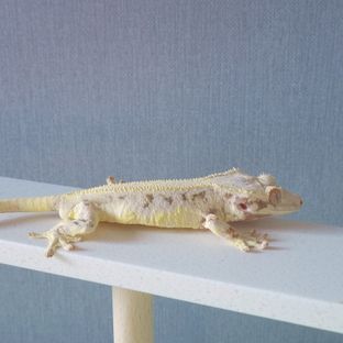 위너