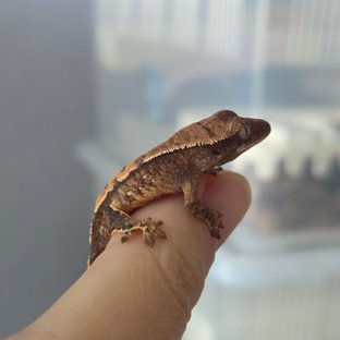 트라이 드리피 화이트스팟 화이트포트홀 익스트림할리퀸 텐저린