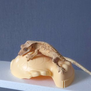 크림시클 크림 옐로우 드리피 화이트스팟