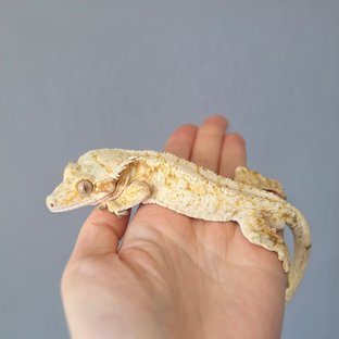 드리피 화이트스팟 트라이