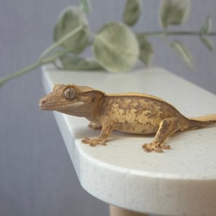 노멀 트라이 풀핀 핀스트라이프