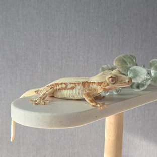 레드 릴리화이트 솔리드백