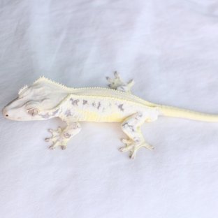 릴리화이트 패턴리스 풀핀 화이트 블랙