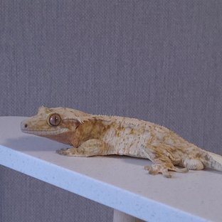 노멀 드리피 화이트스팟 화이트포트홀 트라이