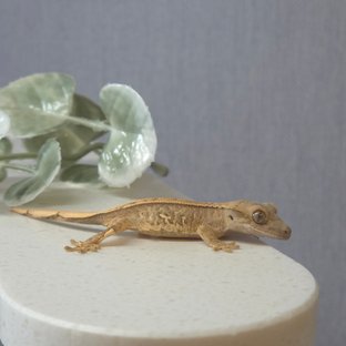 노멀 트라이 드리피 화이트스팟 화이트포트홀 핀스트라이프