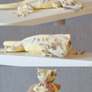 릴리화이트 패턴리스