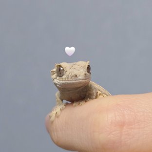 노멀 풀핀 쿼드 핀스트라이프 트라이